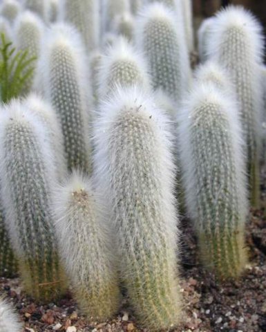 cleisocactus_strausii
